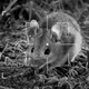 Image for article titled Raytheon Engineers Announce Successful Test Of New Drone On Mice